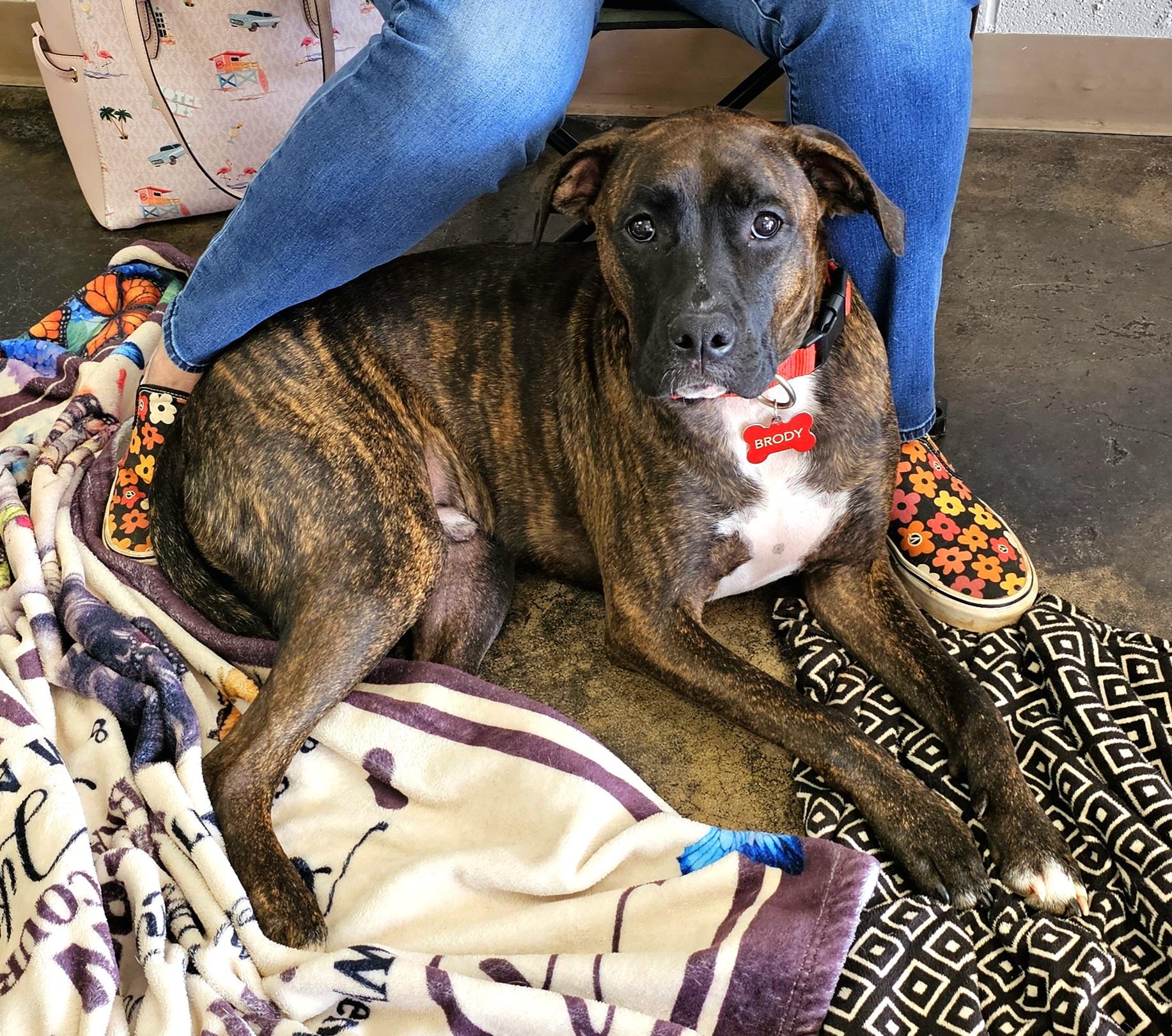 Brody, Young Male Pit Bull Terrier