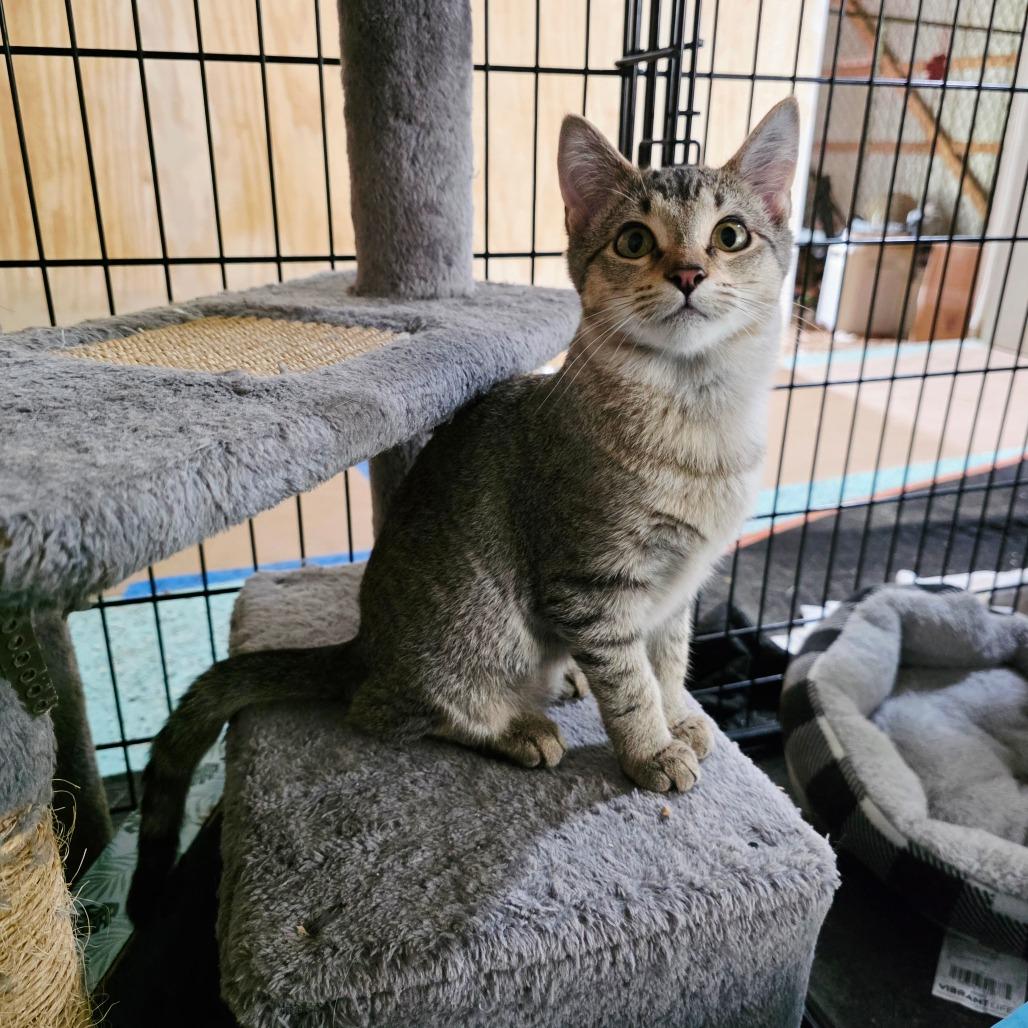 Enlarge Eshe (Akitty), a Adoptable Domestic Short Hair in Clarksville, TN image 4/6