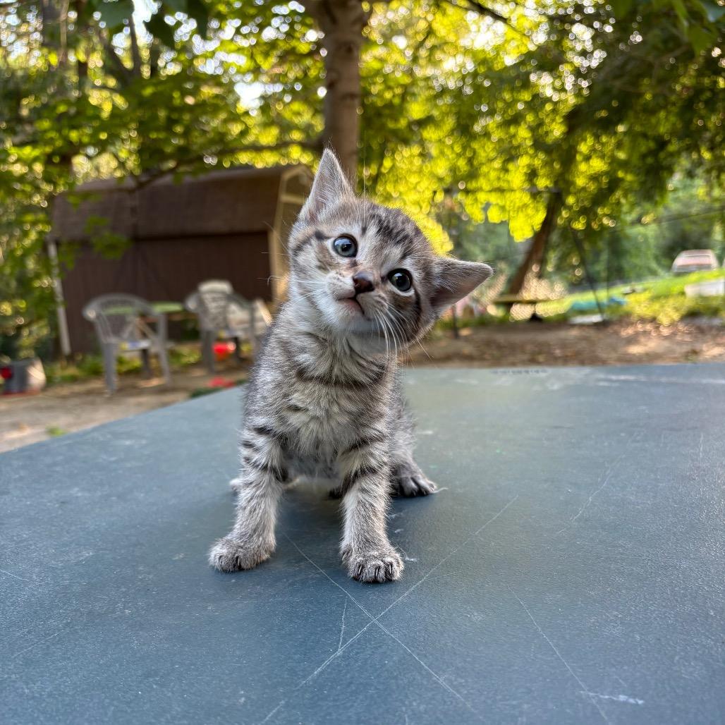 Enlarge Eshe (Akitty), a Adoptable Domestic Short Hair in Clarksville, TN image 5/6