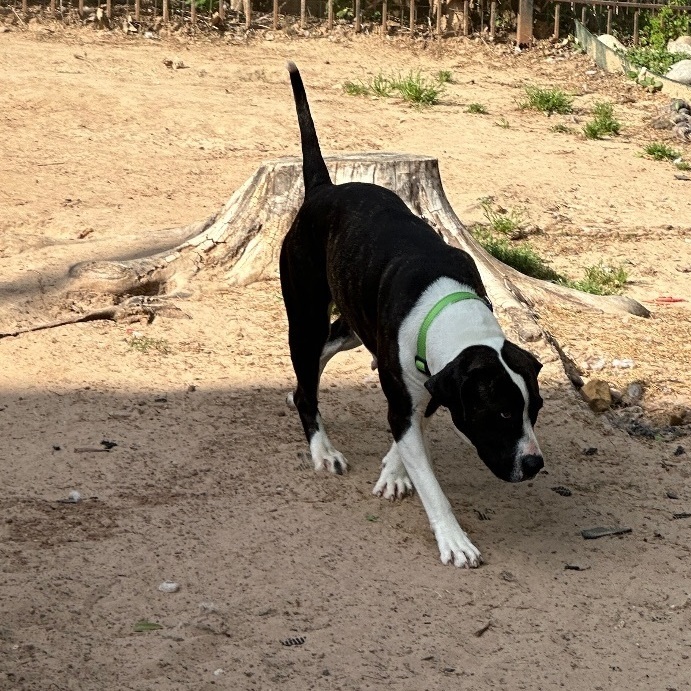 Beautiful Brandy, Adoptable, Young Female American Bulldog & Plott Hound.