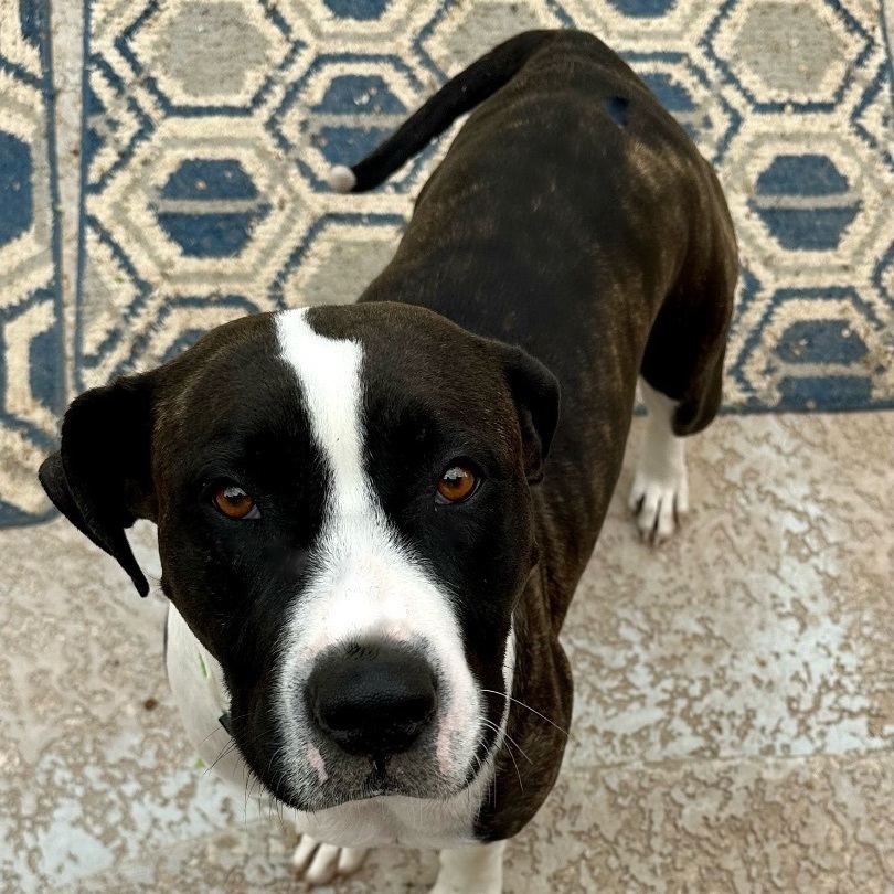 Beautiful Brandy, a Adoptable mixed breed in Bixby, OK image 2/6