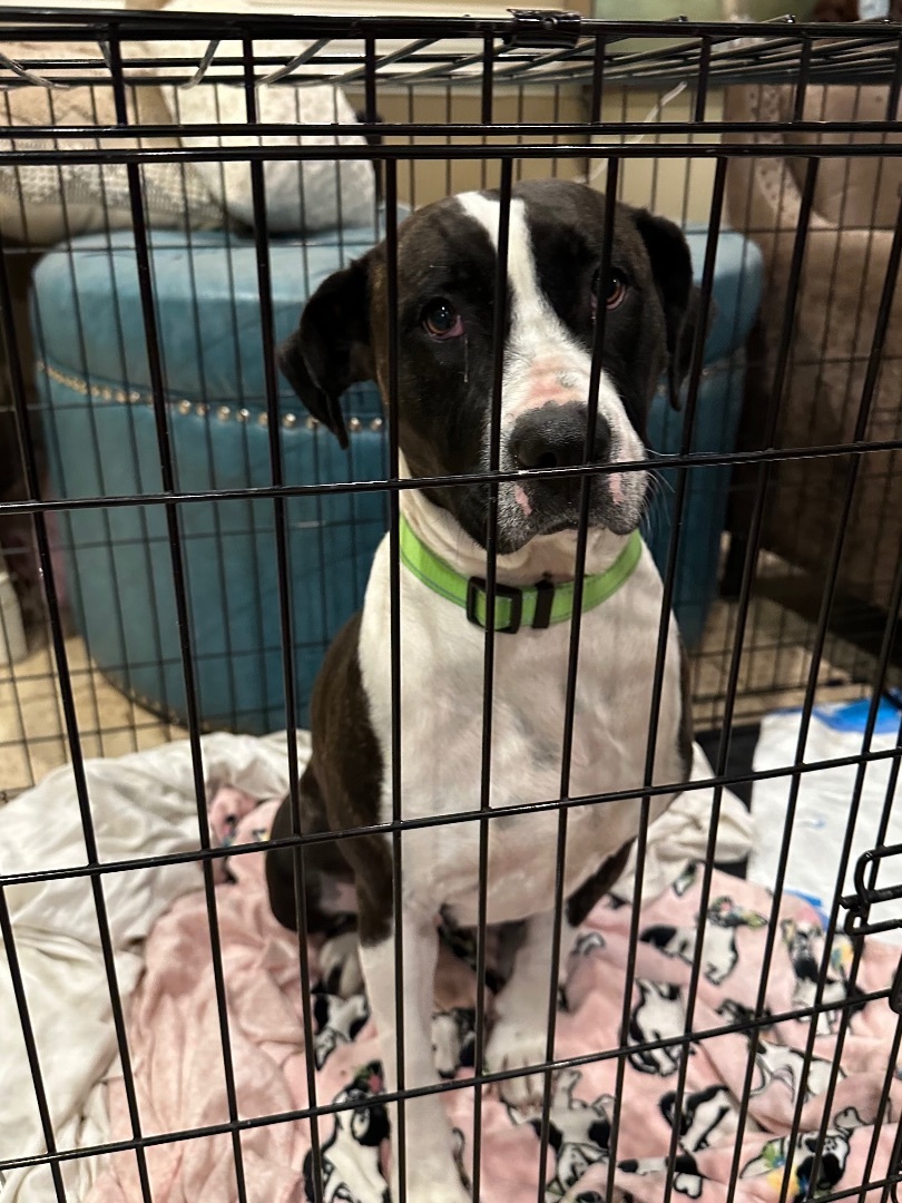 Beautiful Brandy, a Adoptable mixed breed in Bixby, OK image 3/6