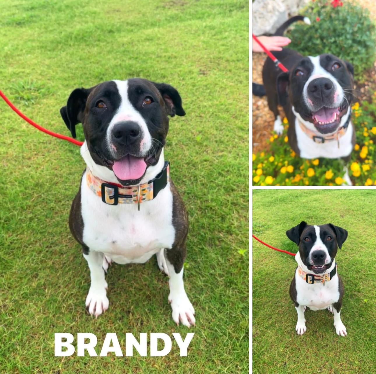 Beautiful Brandy, Adoptable, Young Female American Bulldog & Plott Hound.