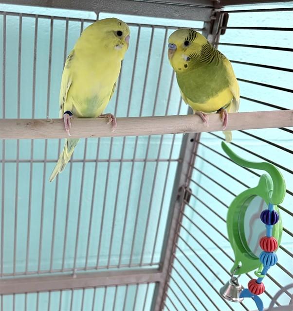 Enlarge PEACHES, a Adoptable Parakeet (Other) in Ames, IA image 1/1