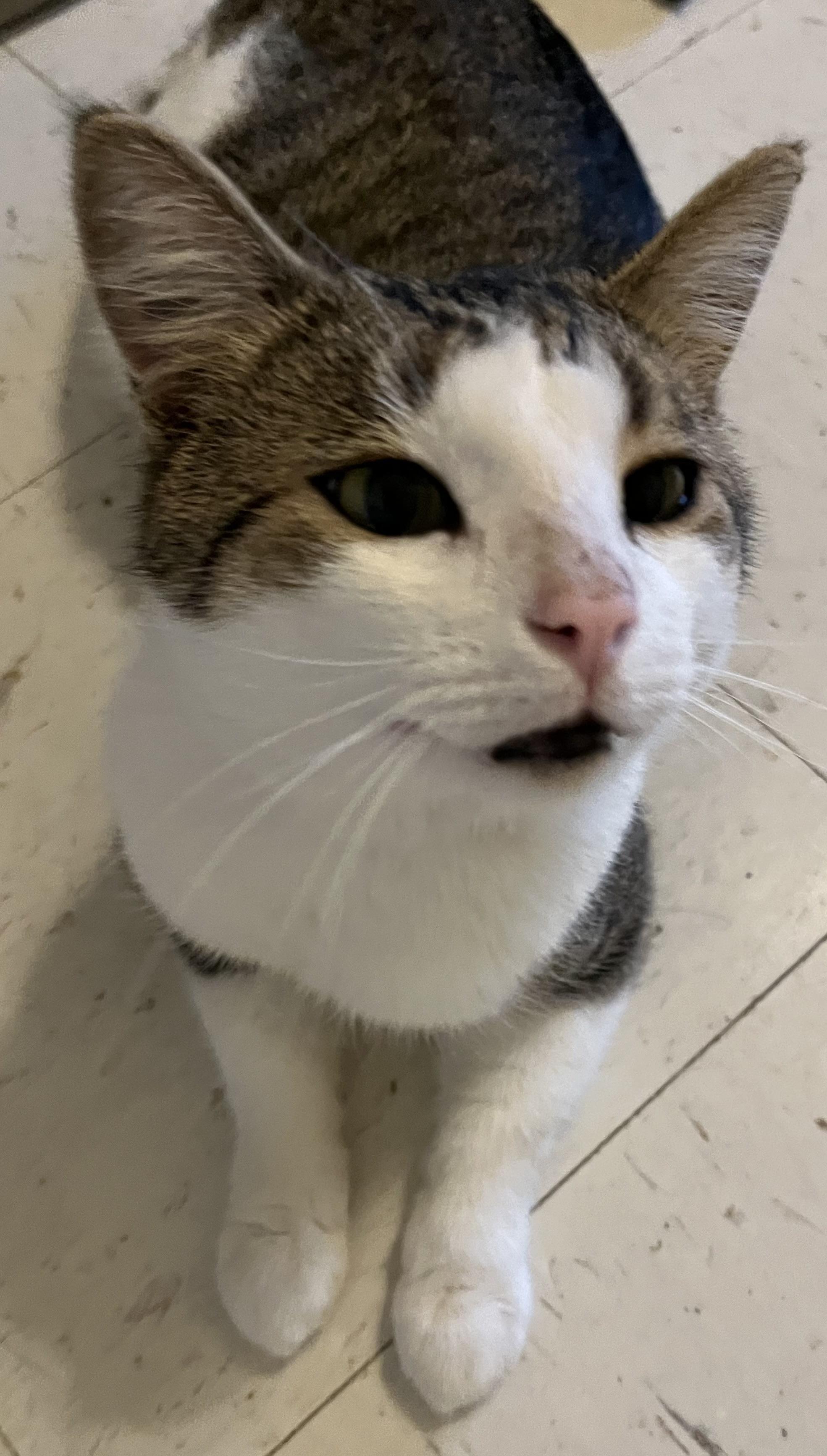 Nigel, Adoptable, Adult Male Domestic Short Hair.