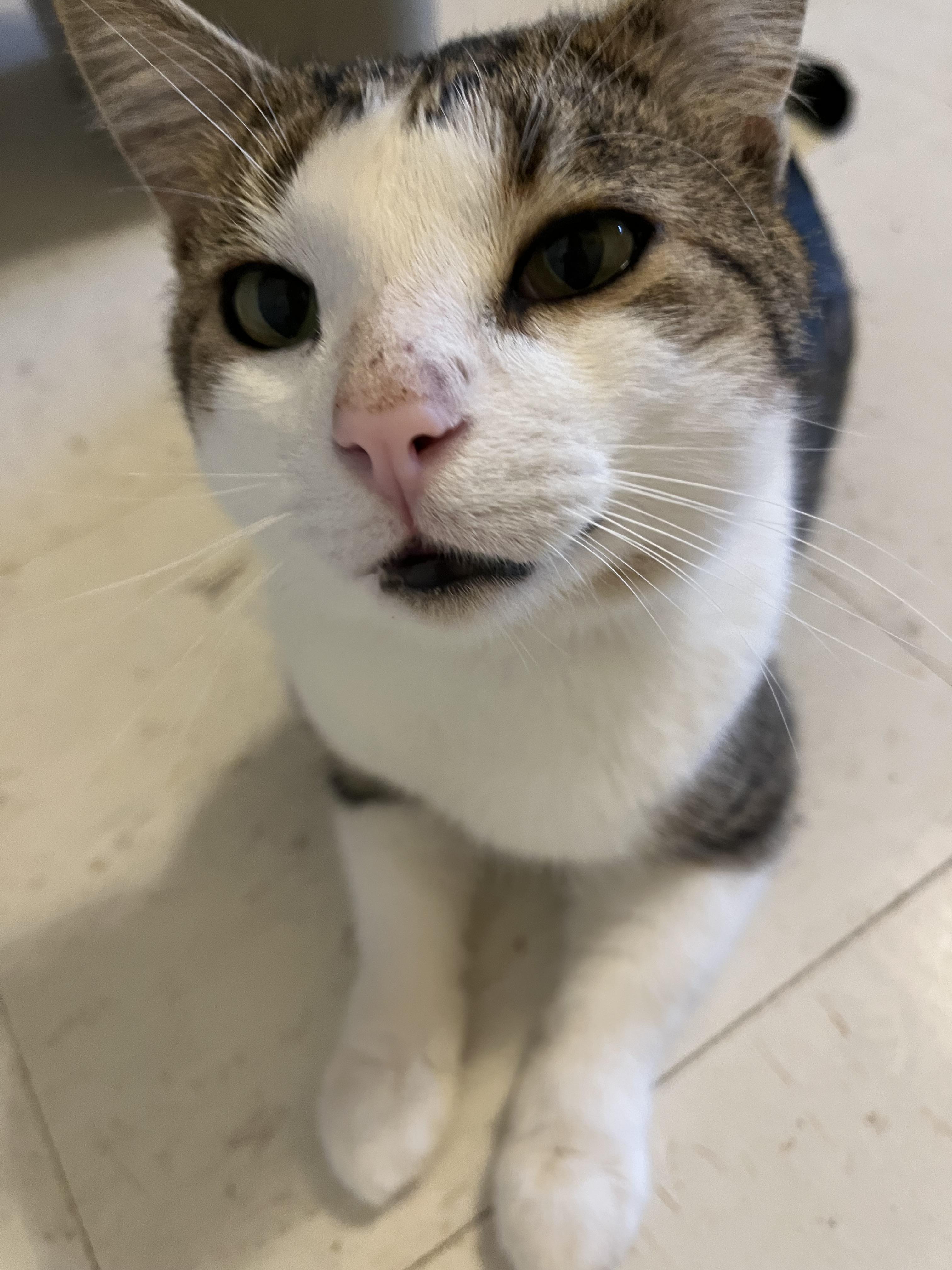 Nigel, an adopted Domestic Short Hair in Moline, IL image 2/3