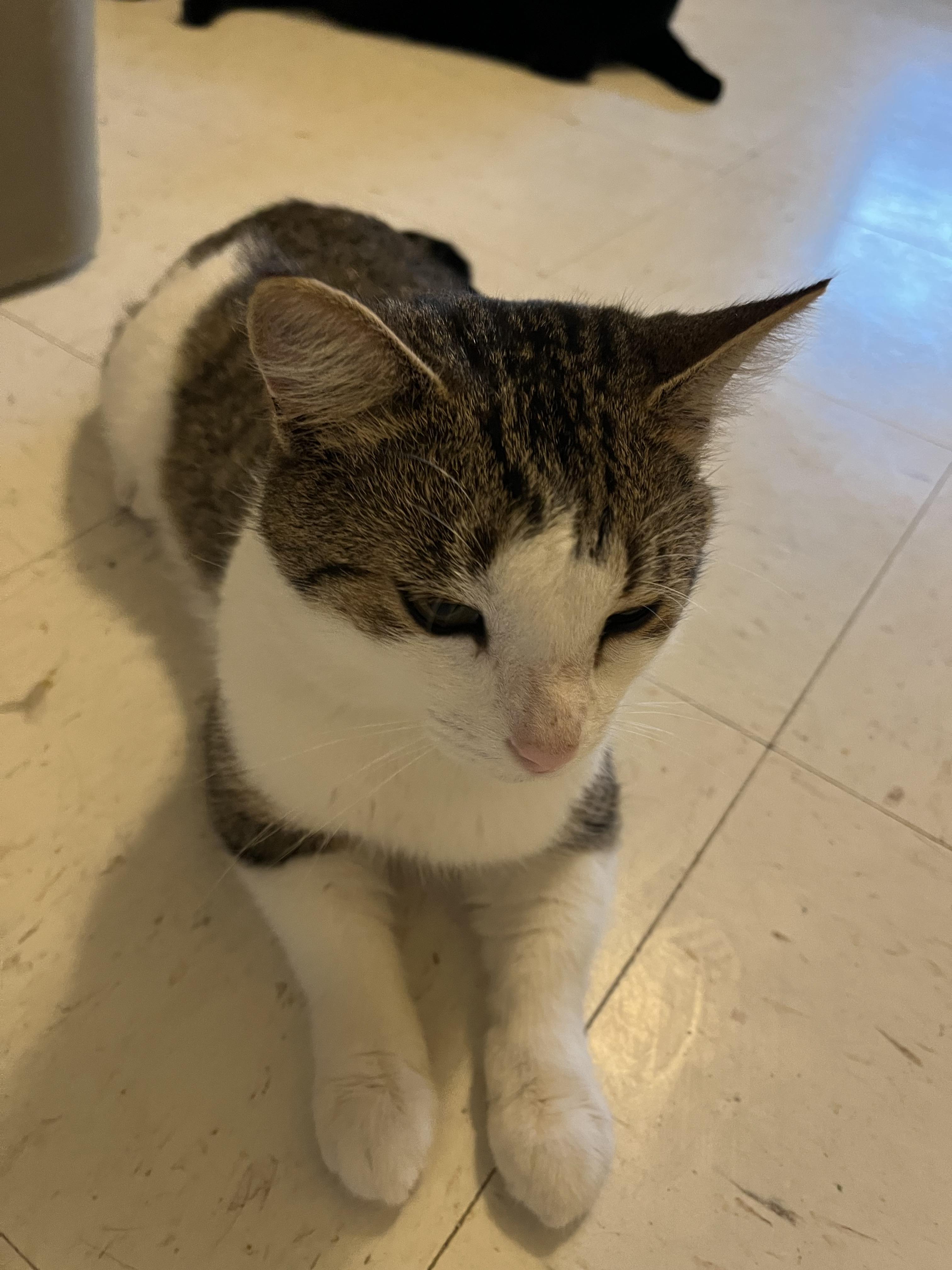 Nigel, an adopted Domestic Short Hair in Moline, IL image 3/3