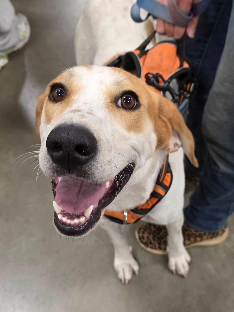 May (aka Maybelle), Adoptable, Young Female Hound.