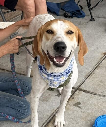 Enlarge May (aka Maybelle), a Adoptable mixed breed in Washington, DC image 2/6
