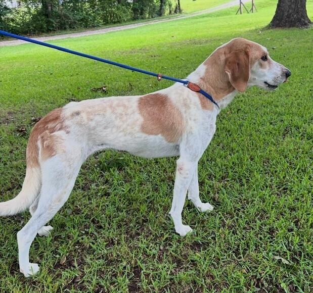 Enlarge May (aka Maybelle), a Adoptable mixed breed in Washington, DC image 3/6