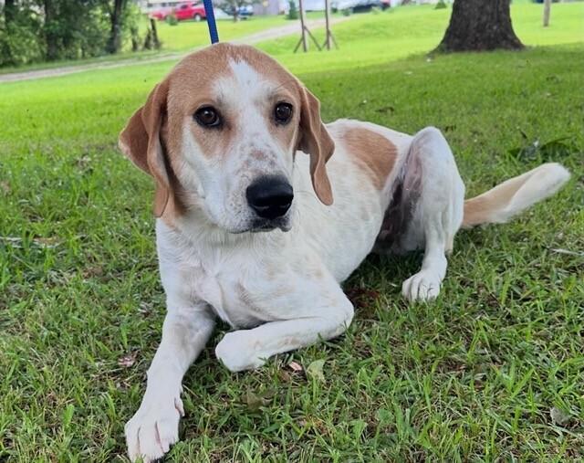 Enlarge May (aka Maybelle), a Adoptable mixed breed in Washington, DC image 4/6