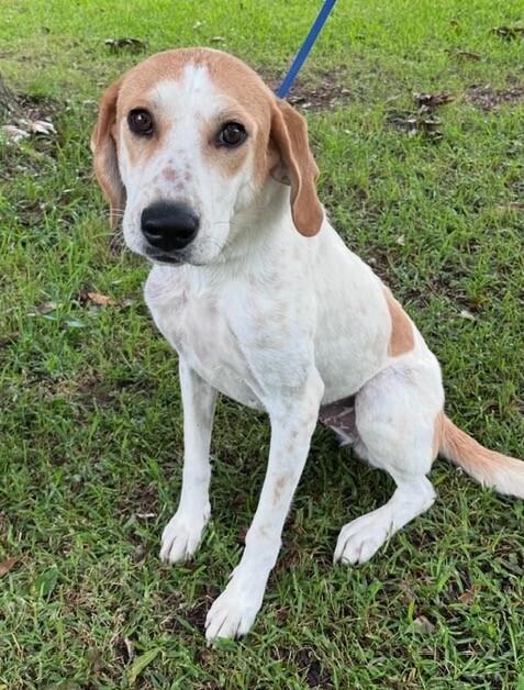 Enlarge May (aka Maybelle), a Adoptable mixed breed in Washington, DC image 5/6