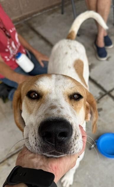 Enlarge May (aka Maybelle), a Adoptable mixed breed in Washington, DC image 6/6