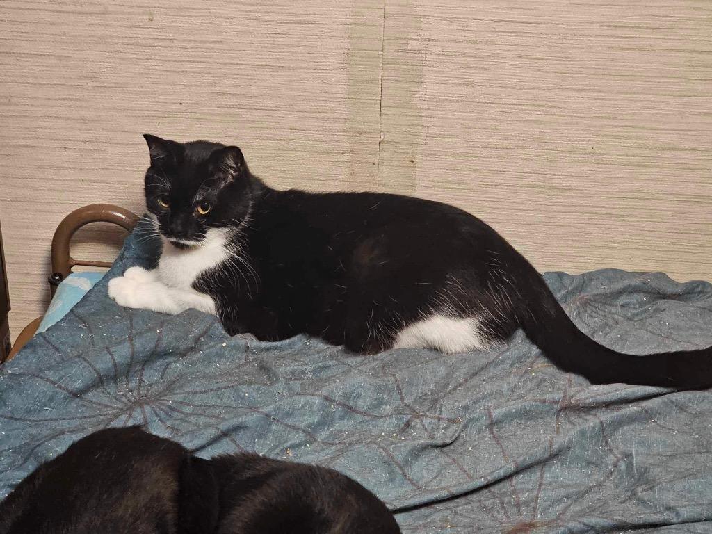 Nick, Adoptable, Adult Male Domestic Short Hair.