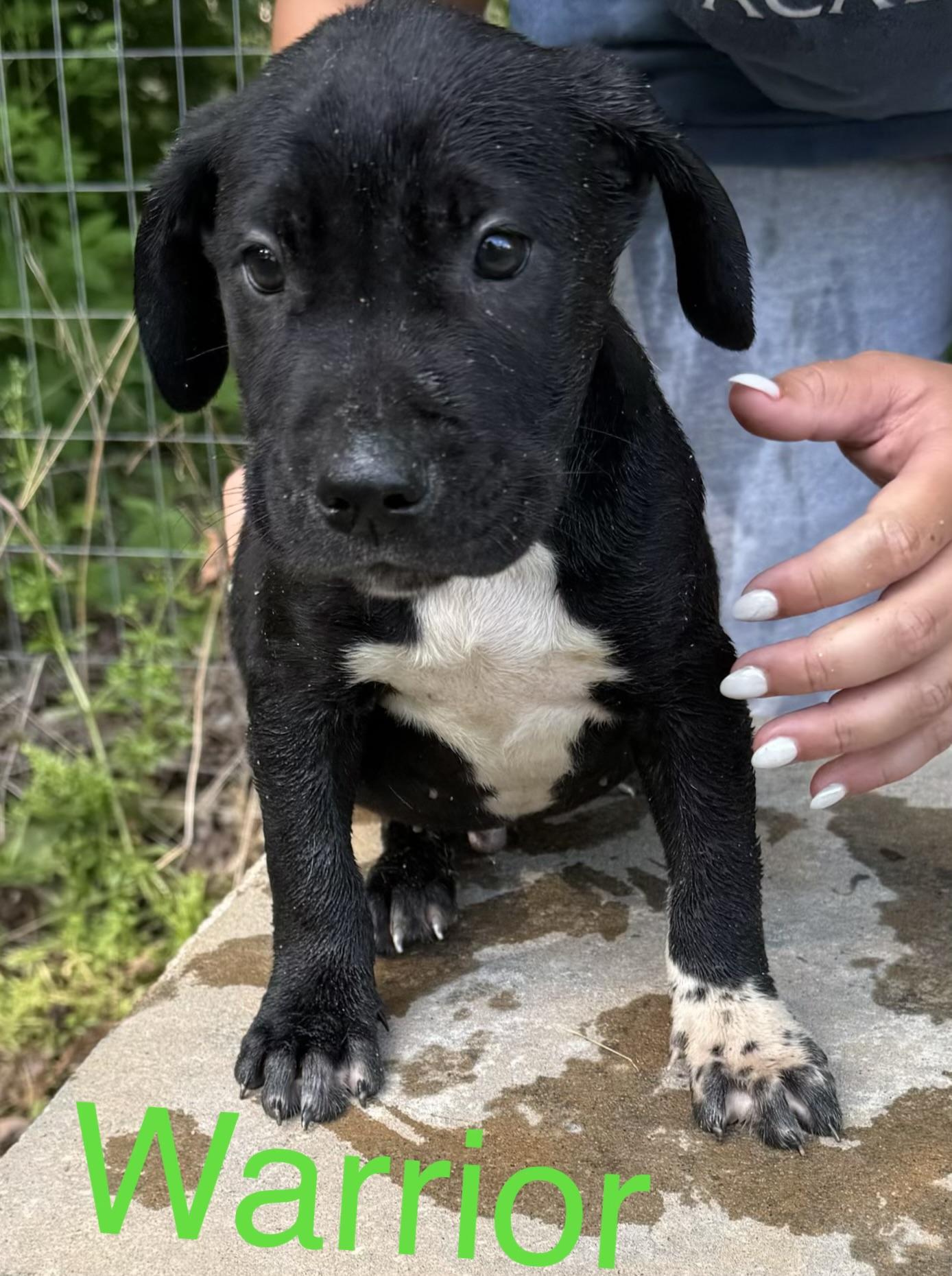 Warrior, ADOPTABLE, Puppy Male Shar-Pei.