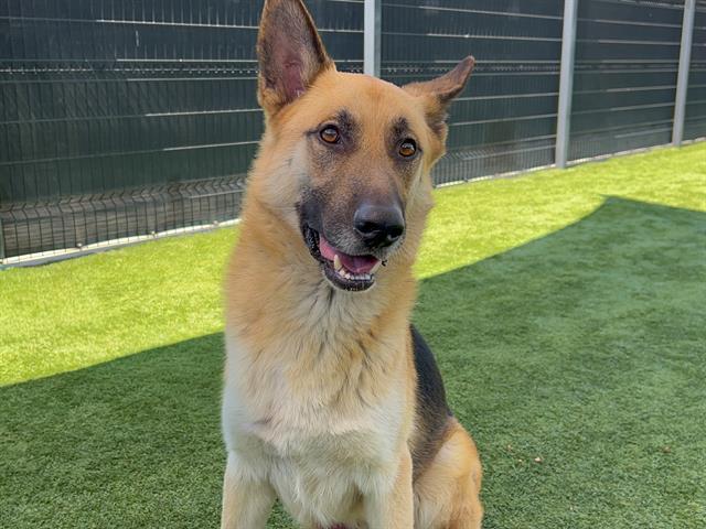 BARON, Adoptable, Adult Male German Shepherd Dog.