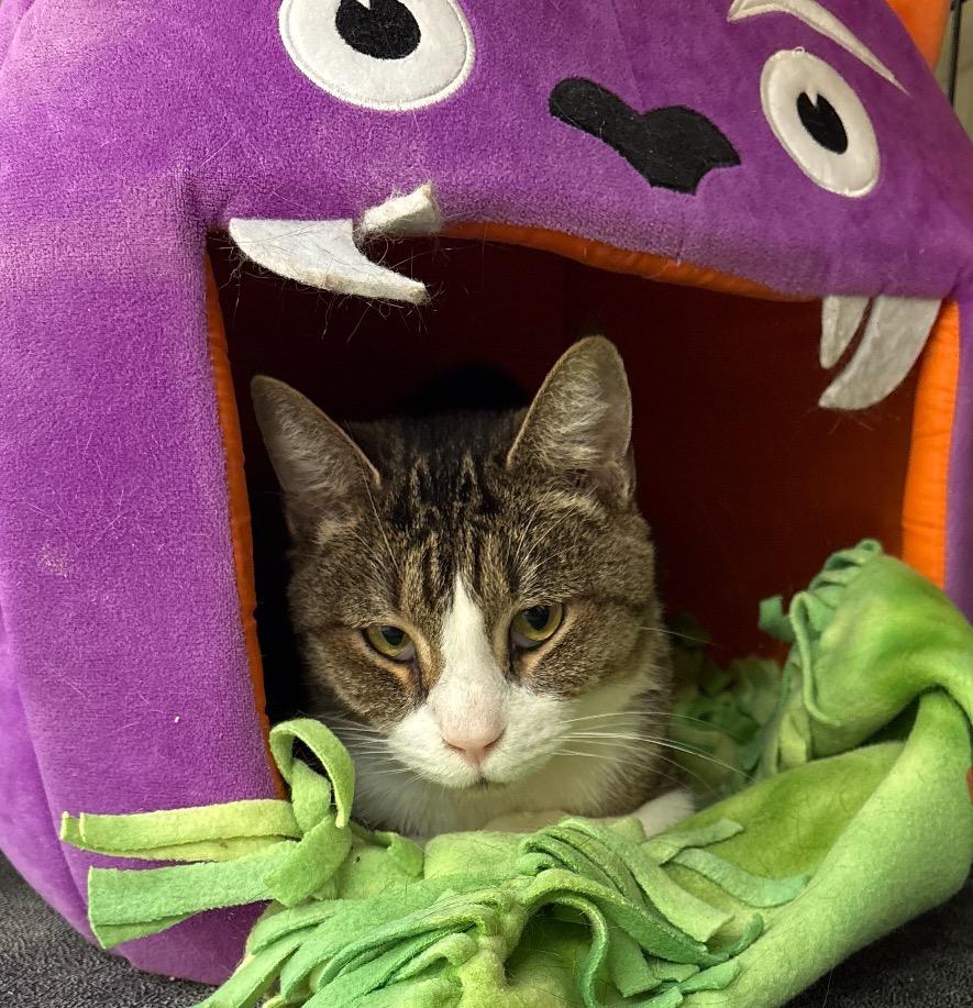 Sir Tristan, Adopted, Adult Male Tabby.