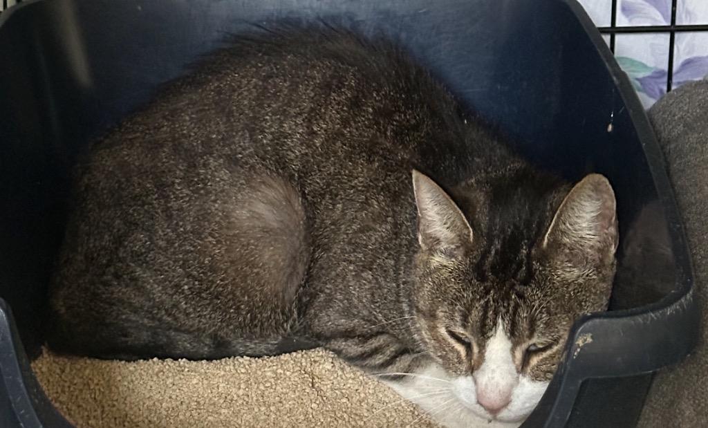 Enlarge Sir Tristan, a Adopted Tabby in Muskegon, MI image 2/5