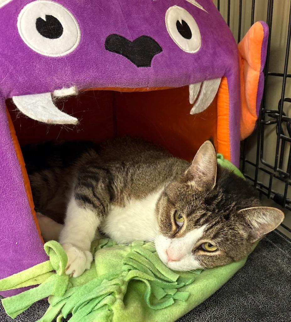 Enlarge Sir Tristan, a Adopted Tabby in Muskegon, MI image 3/5