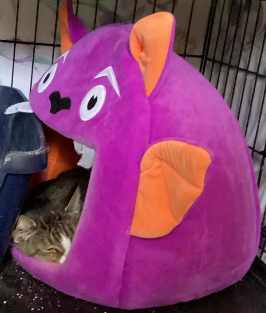 Enlarge Sir Tristan, a Adopted Tabby in Muskegon, MI image 4/5