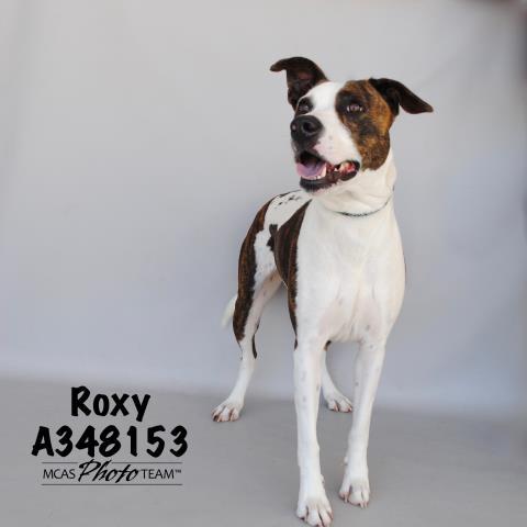 ROXY, Adoptable, Adult Female Labrador Retriever & Mixed Breed.