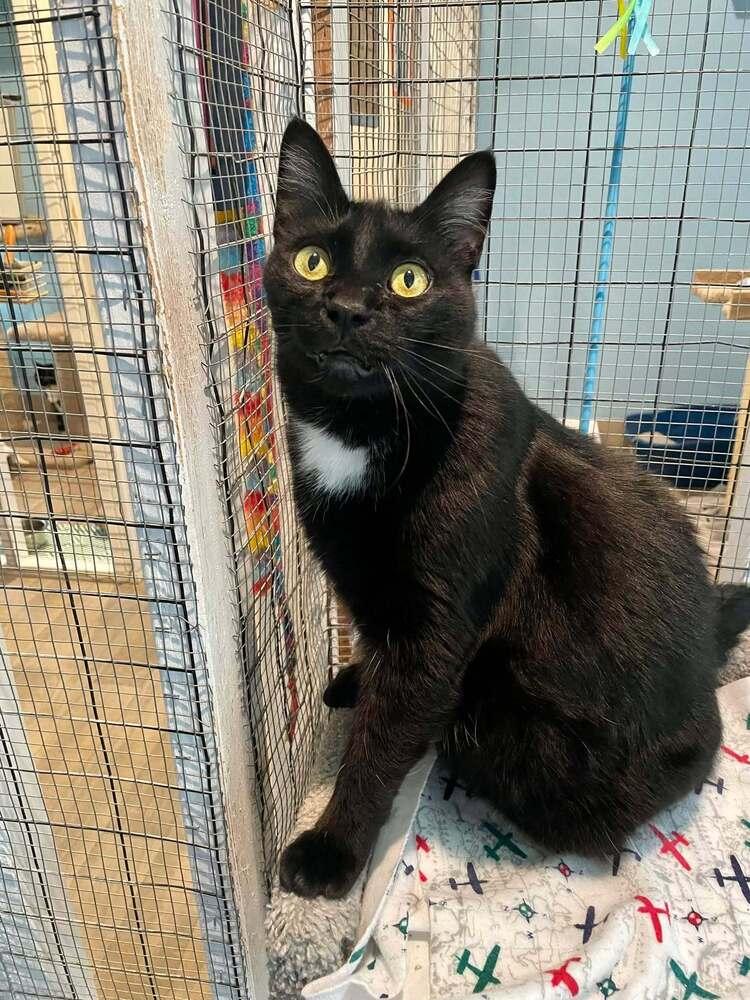 Hickory, a Adoptable mixed breed in Vancouver, WA image 2/6
