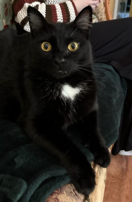 Enlarge Hickory, a Adoptable mixed breed in Vancouver, WA image 2/2