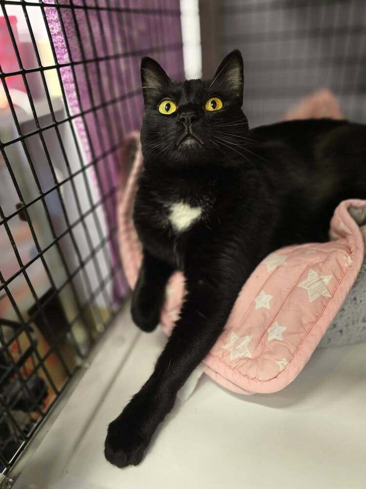 Hickory, a Adoptable mixed breed in Vancouver, WA image 4/6