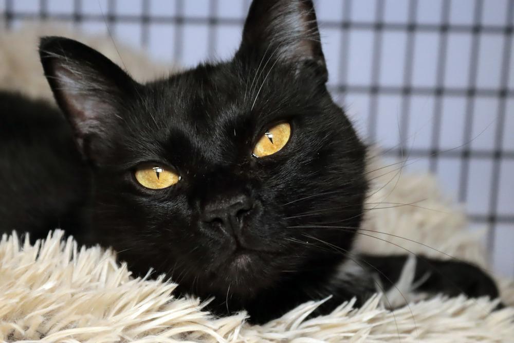 Hickory, a Adoptable mixed breed in Vancouver, WA image 3/3