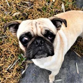 Rumi, adoptable, Young Male Pug.
