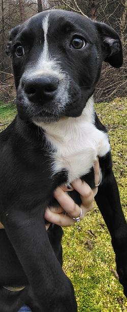 Enlarge Loverboy, a ADOPTABLE mixed breed in Raleigh, NC image 3/3