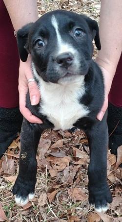 Enlarge Loverboy, a ADOPTABLE mixed breed in Raleigh, NC image 1/3