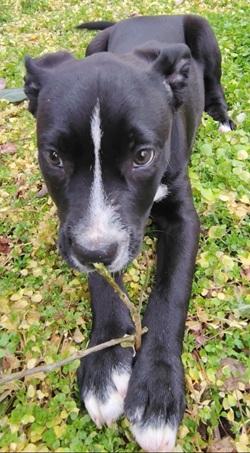 Enlarge Loverboy, a ADOPTABLE mixed breed in Raleigh, NC image 2/3