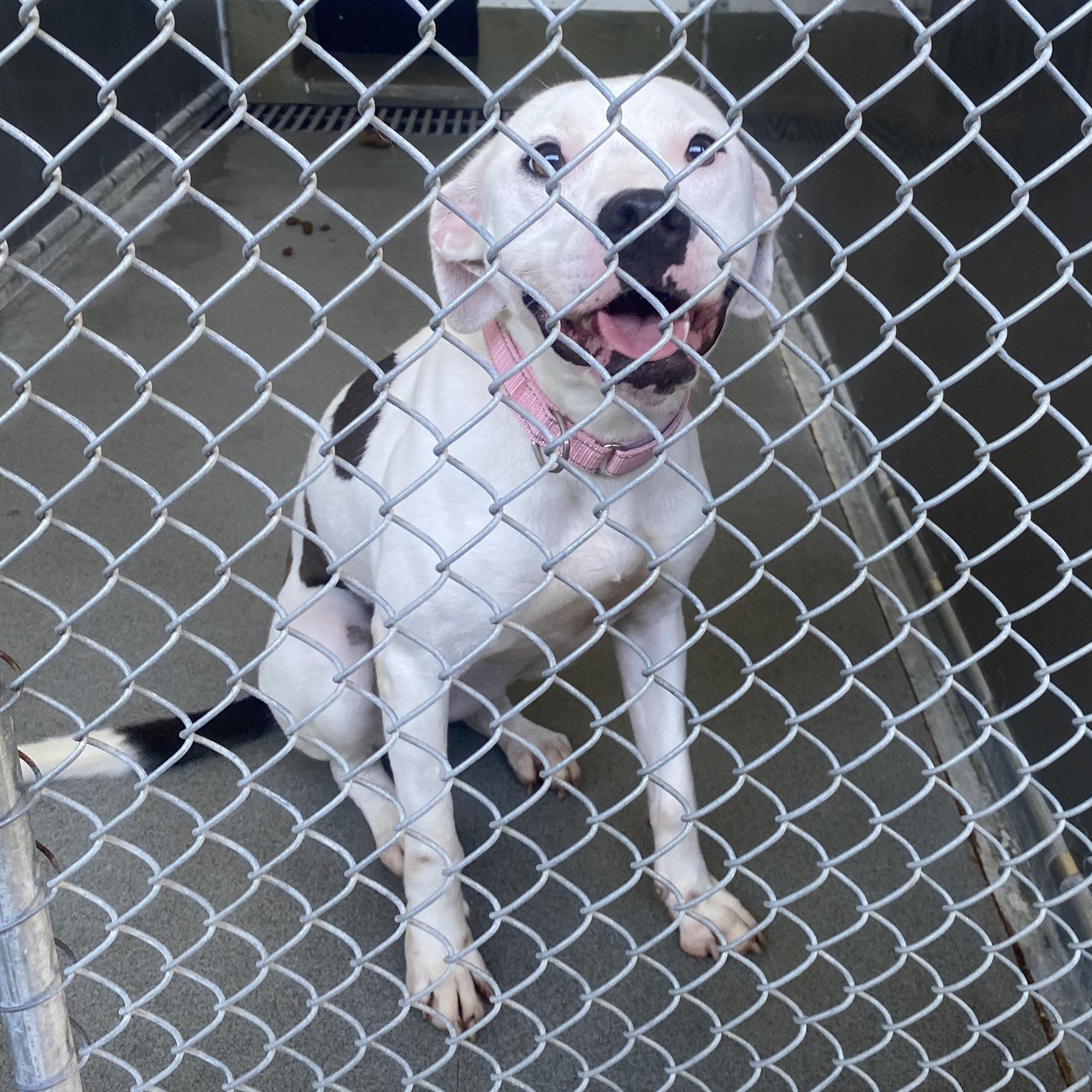 Willow, an adopted mixed breed in King George, VA image 3/4