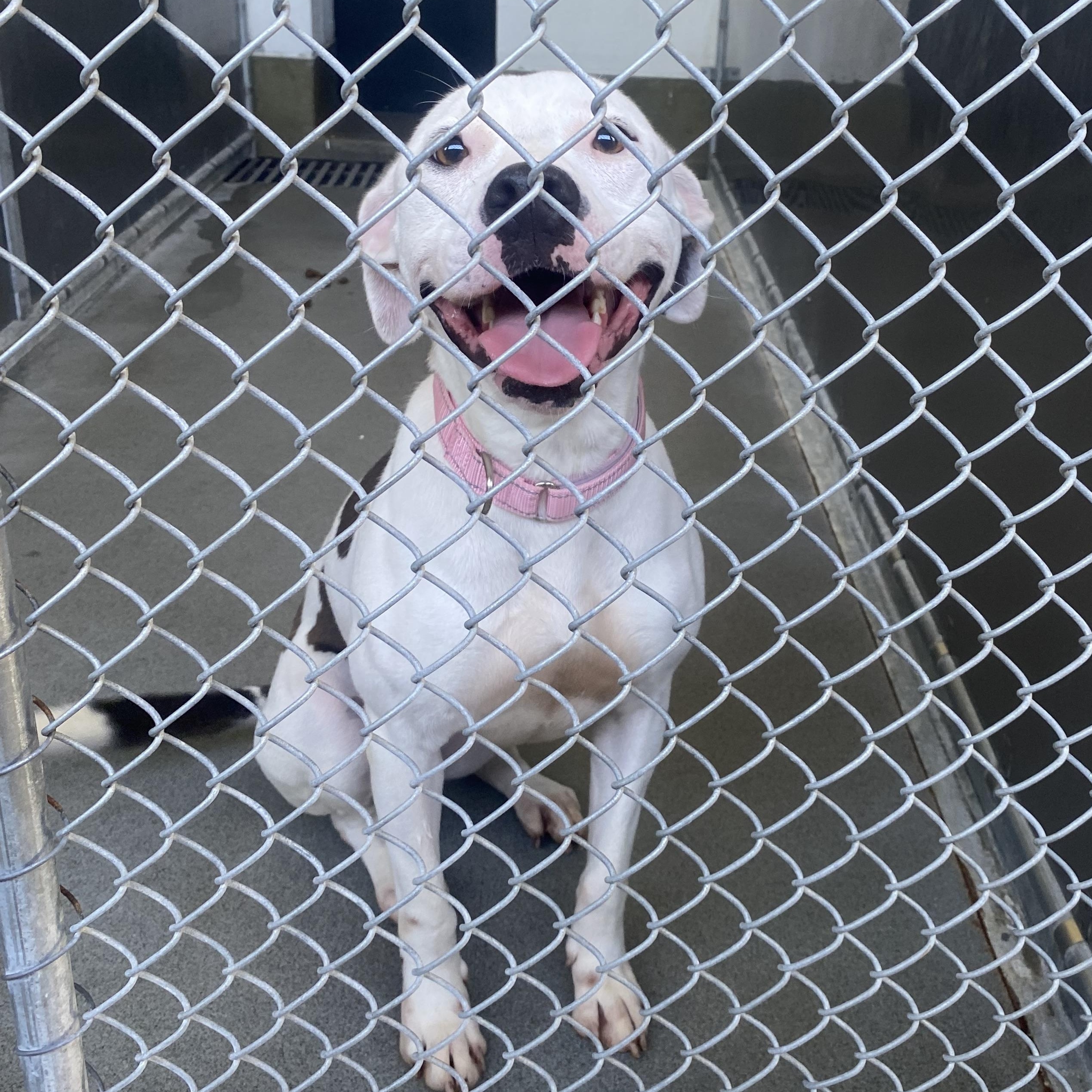 Willow, adopted, Young Female Pit Bull Terrier.
