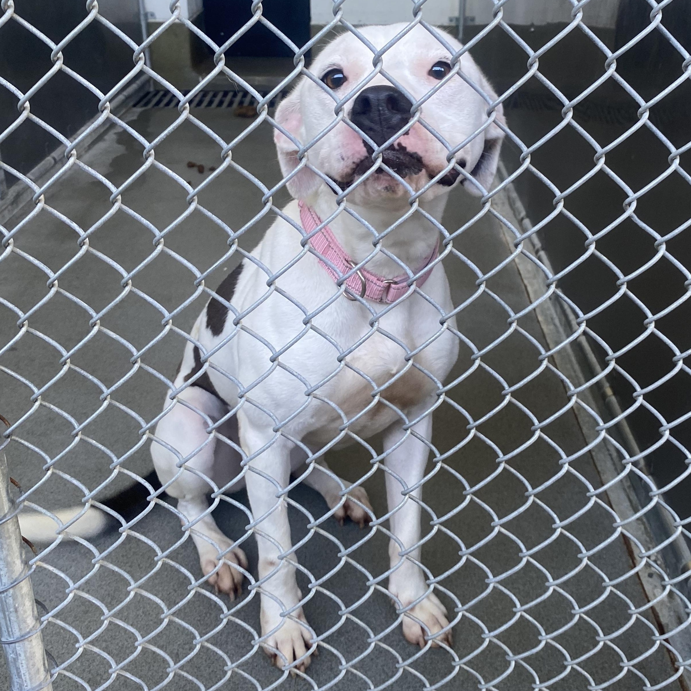 Willow, an adopted mixed breed in King George, VA image 4/4