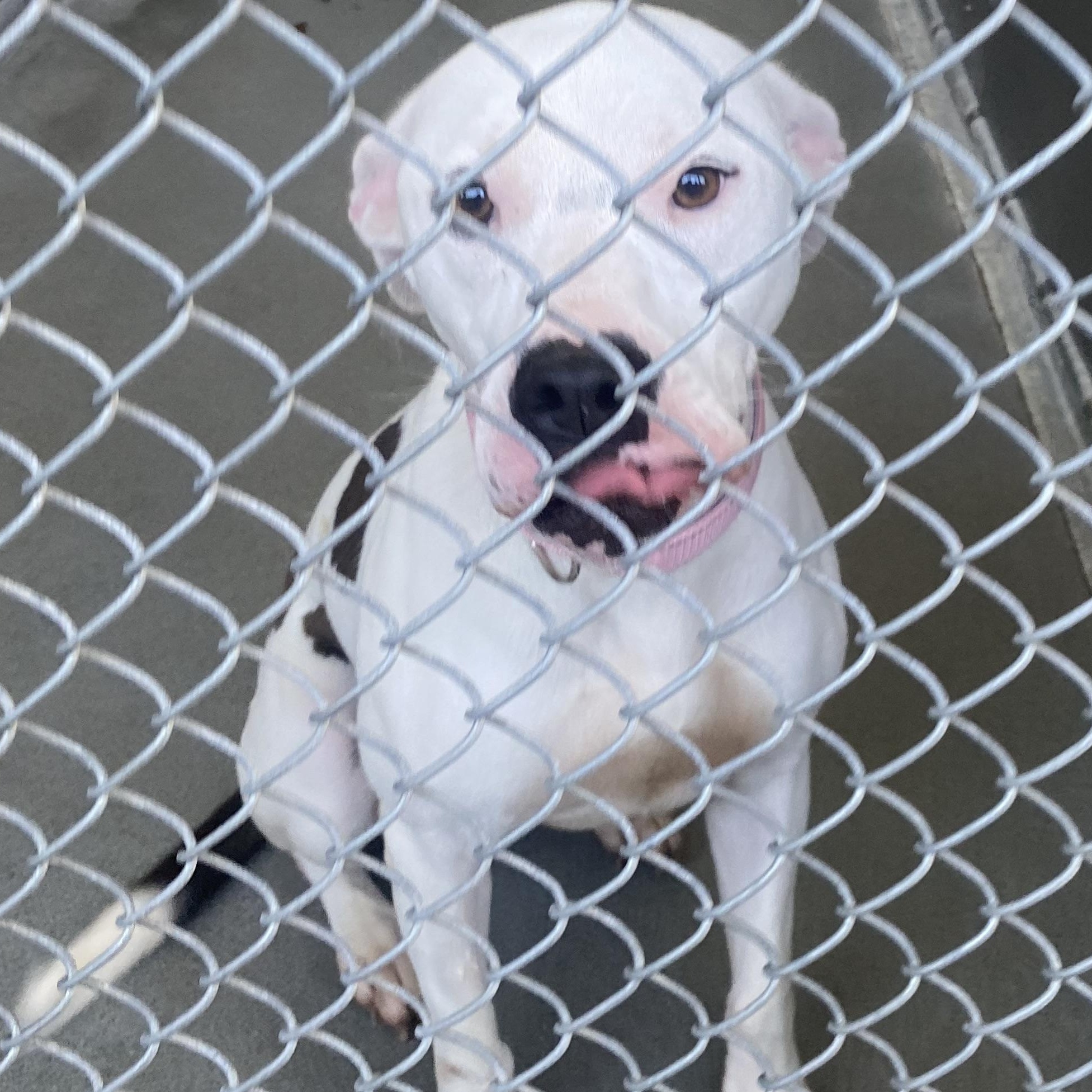Willow, an adopted mixed breed in King George, VA image 2/4