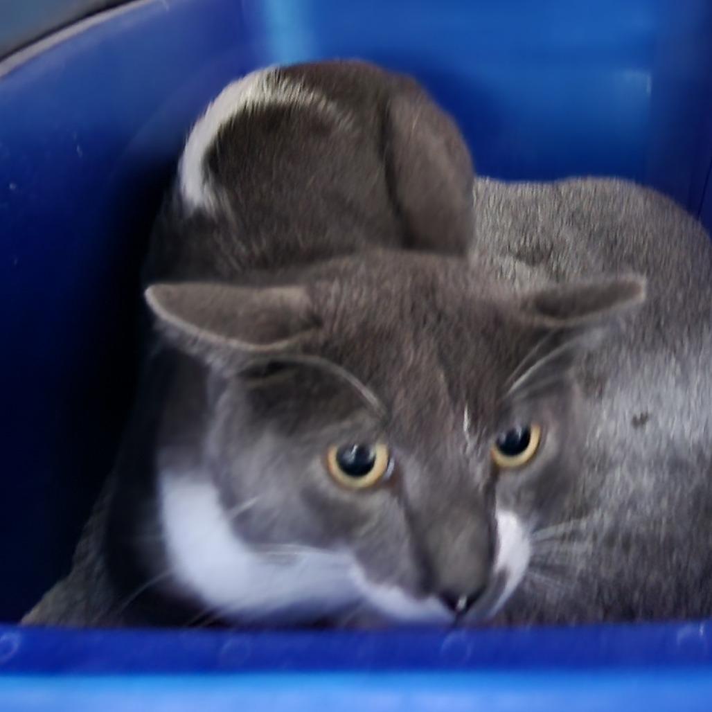 Giyu - WC, Adoptable, Kitten Male Domestic Short Hair.