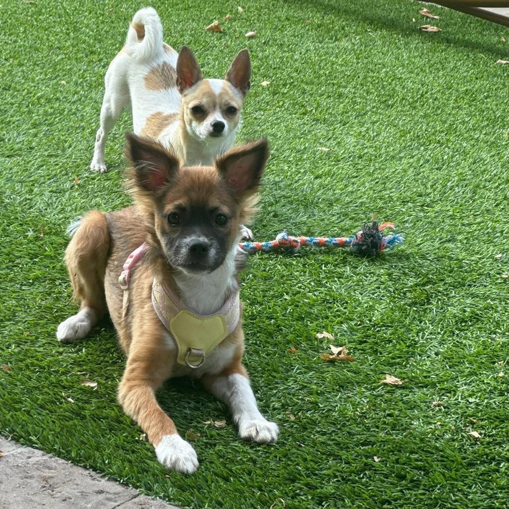 Kiwi, Adoptable, Young Female Papillon & Chihuahua.