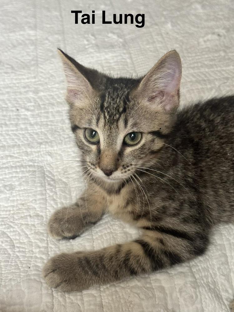 Tai Lung, Adoptable, Kitten Male Tabby.
