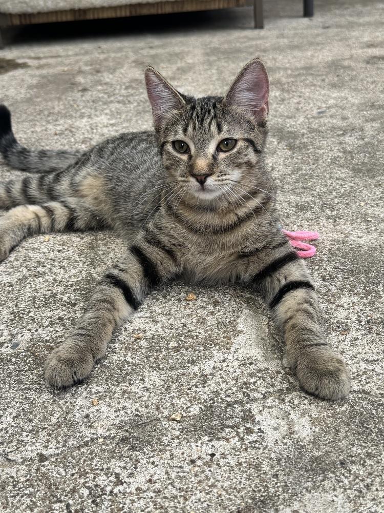Tai Lung, Adoptable, Kitten Male Tabby.