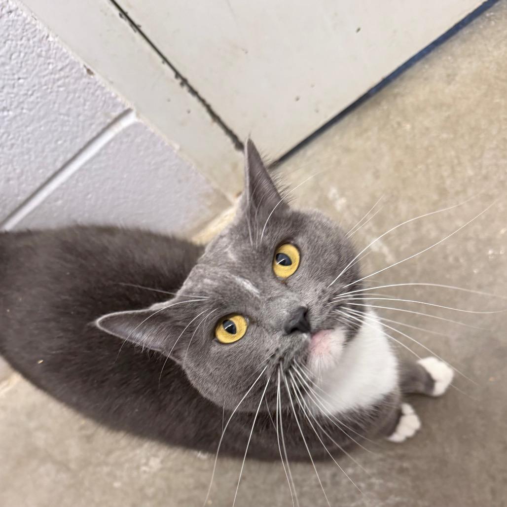 Skittles, Adoptable, Adult Female Domestic Short Hair.