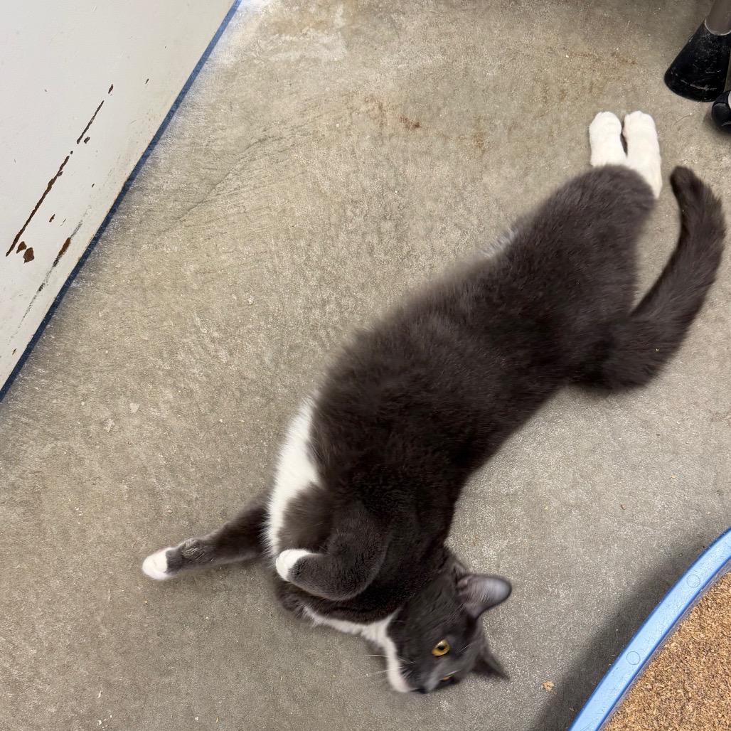 Enlarge Skittles, a Adoptable Domestic Short Hair in Emporia, KS image 2/6