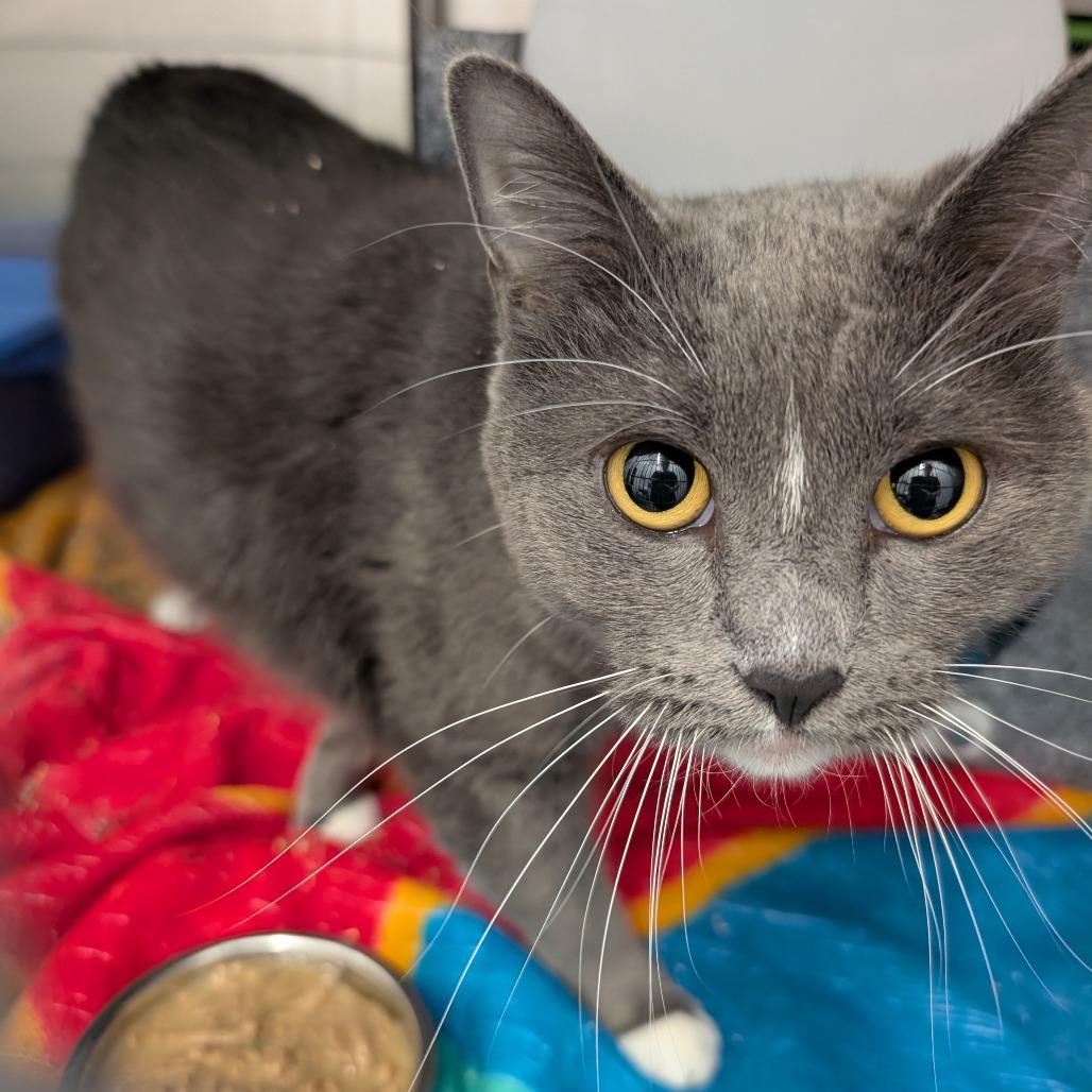 Enlarge Skittles, a Adoptable Domestic Short Hair in Emporia, KS image 3/6
