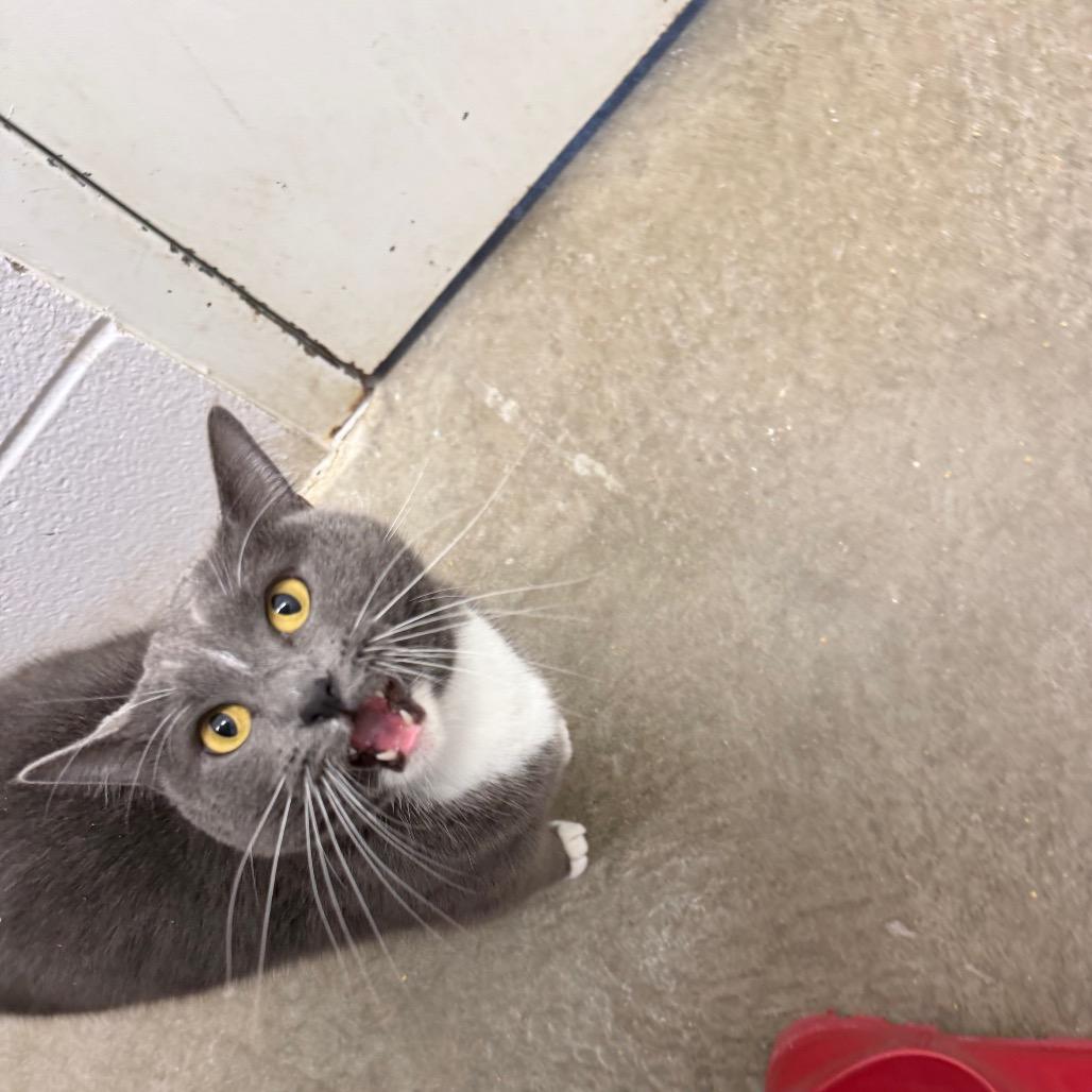 Enlarge Skittles, a Adoptable Domestic Short Hair in Emporia, KS image 4/6