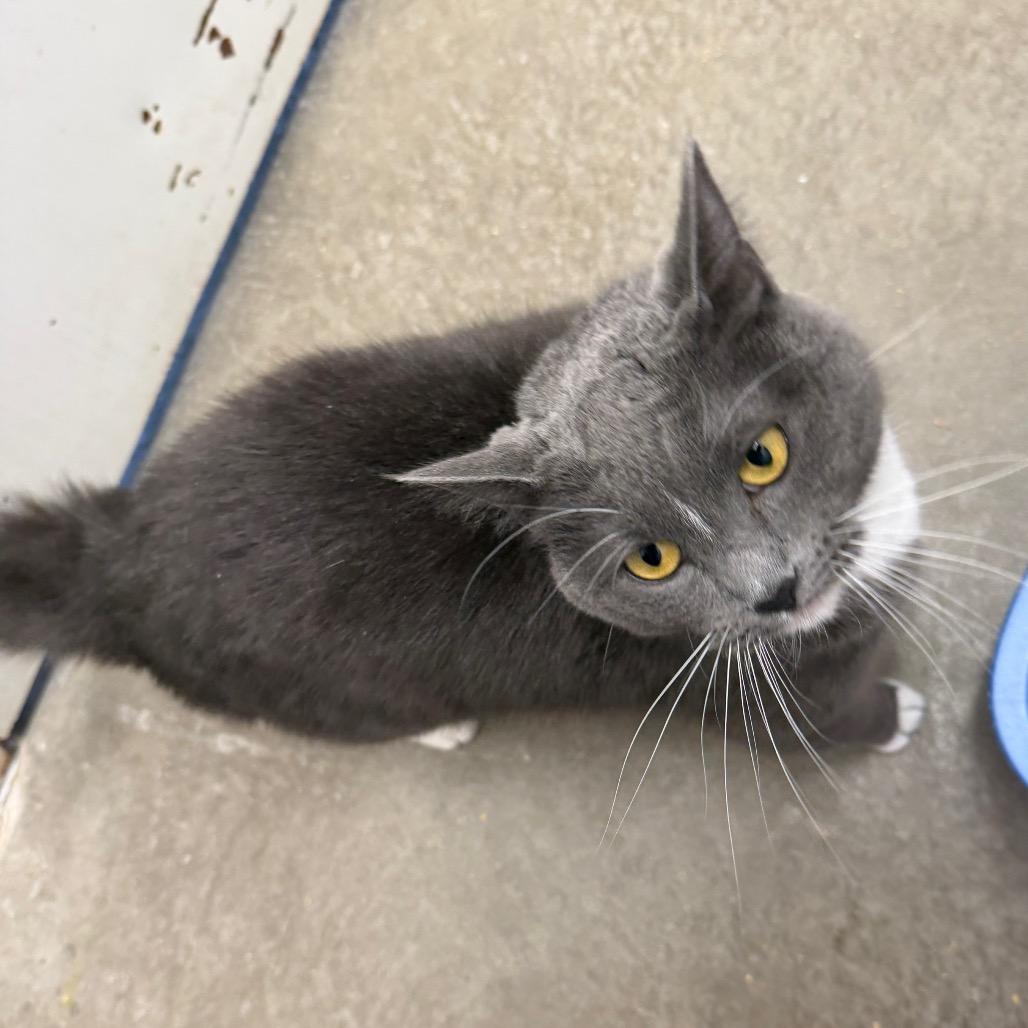 Enlarge Skittles, a Adoptable Domestic Short Hair in Emporia, KS image 5/6