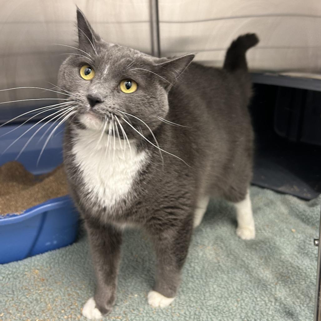 Enlarge Skittles, a Adoptable Domestic Short Hair in Emporia, KS image 6/6