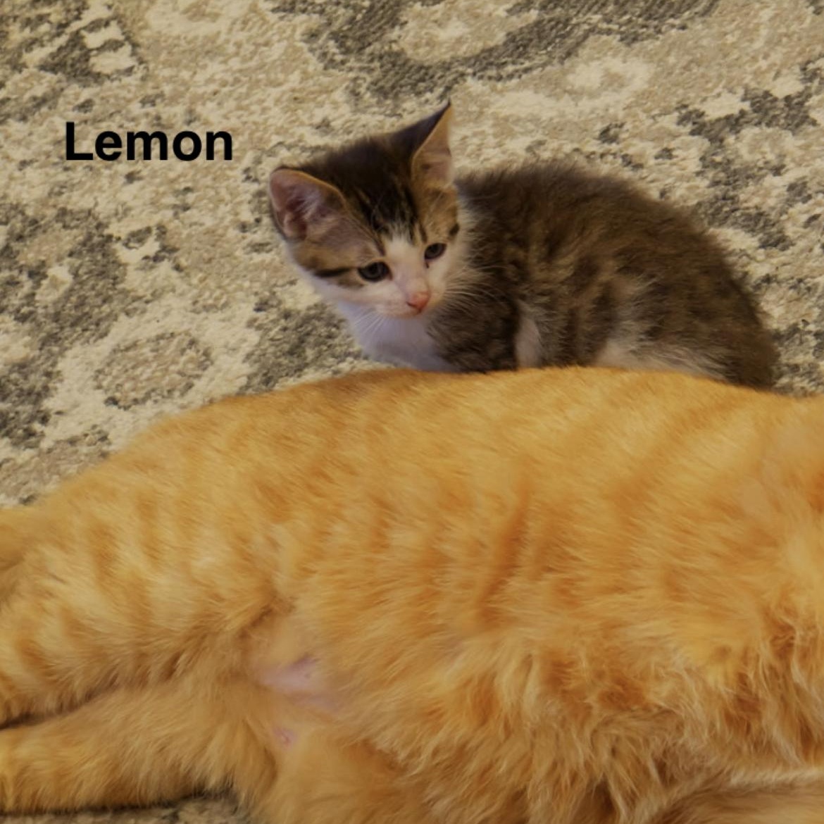 Enlarge Lemon, an adopted mixed breed in Omaha, NE image 2/4