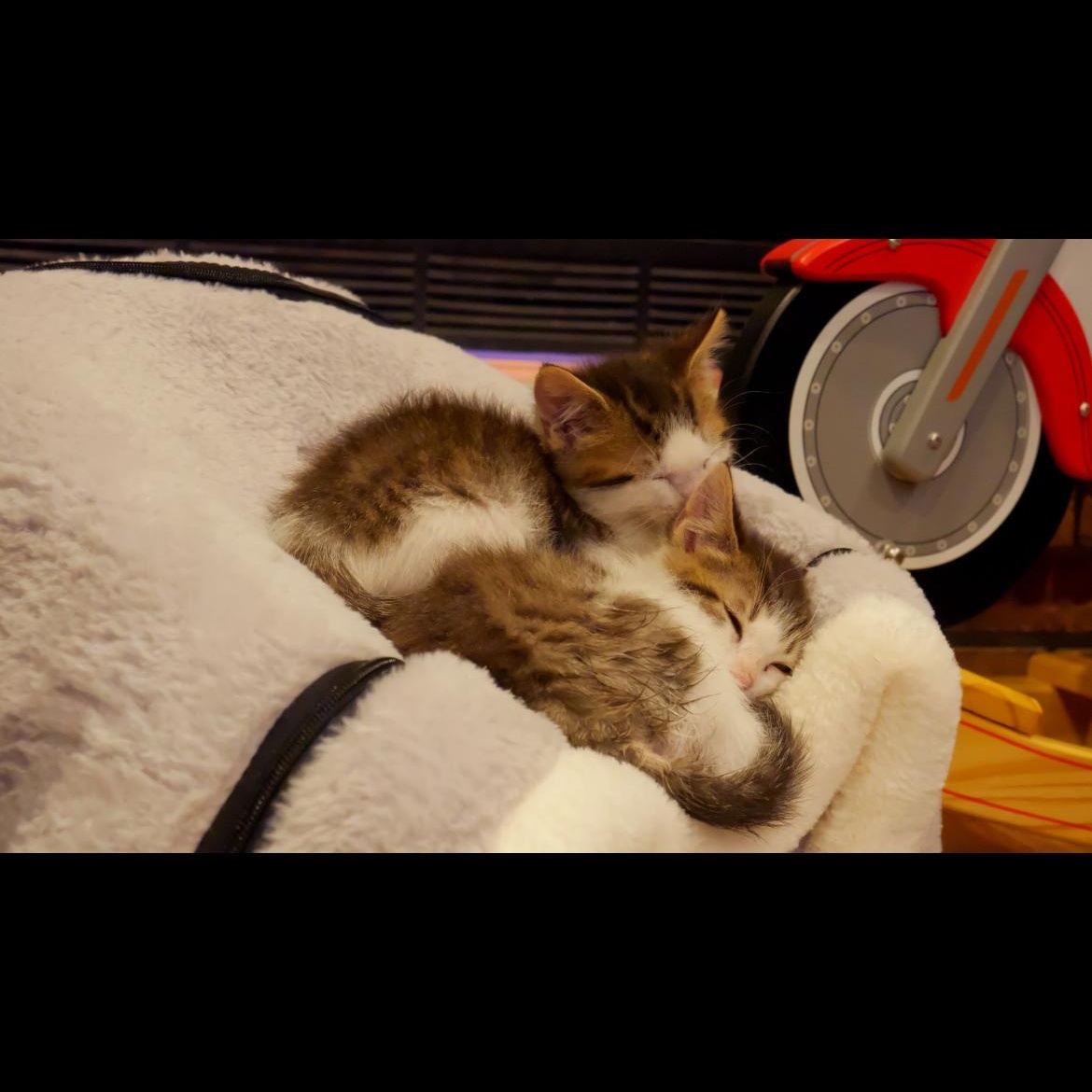 Enlarge Lemon, an adopted mixed breed in Omaha, NE image 4/4