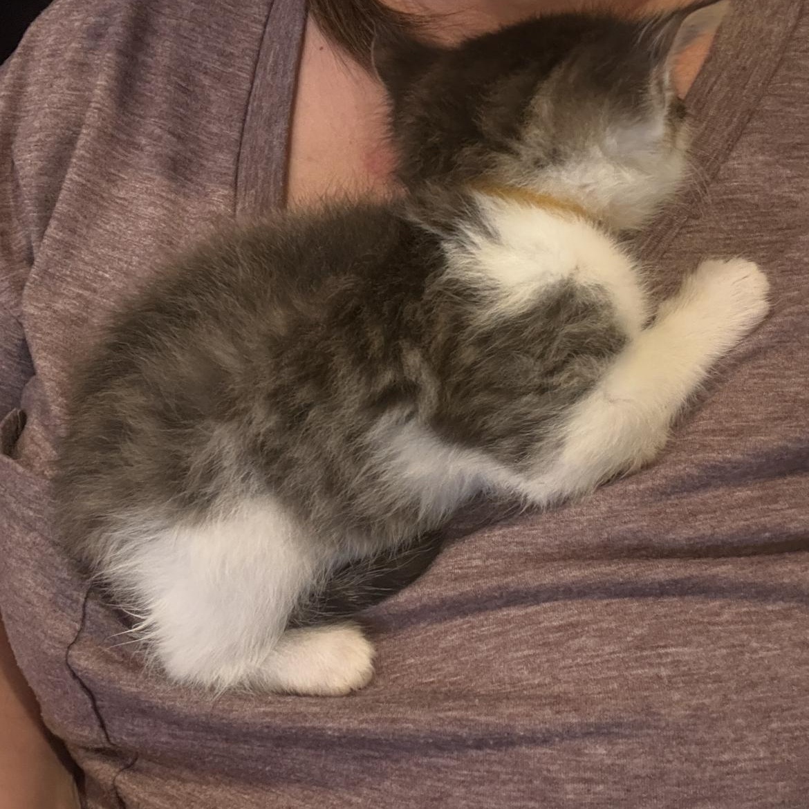 Enlarge Lemon, an adopted mixed breed in Omaha, NE image 3/4